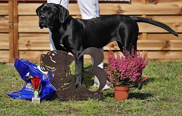 Amidala cane corso na wystawie psów rasowych